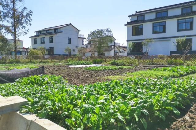 昆山淀山湖镇以菜园"小美"助力乡村"大美",真灵格