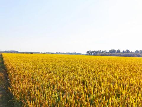 昆山最美秋收大片上映中处处洋溢丰收的喜悦