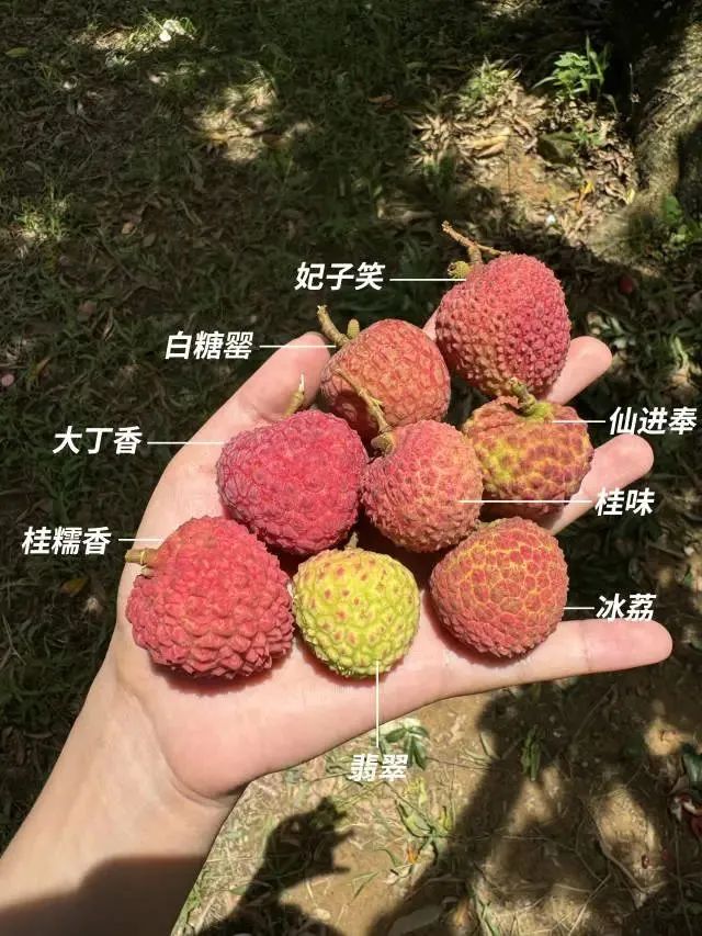 ͼƬ