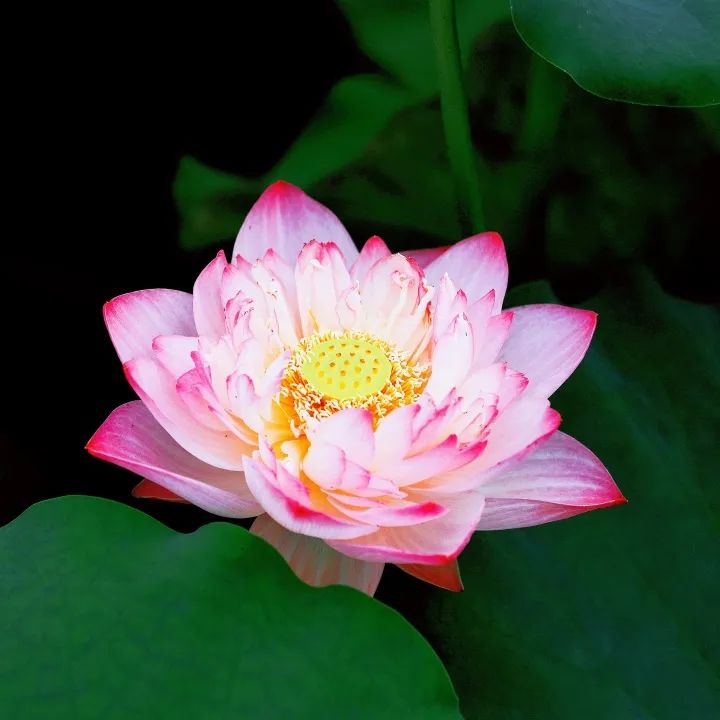 DƬ