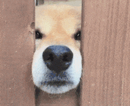 0A8EA477.gif