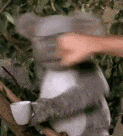 3df17ed8f12557c5ba407406c5fc9bef.gif