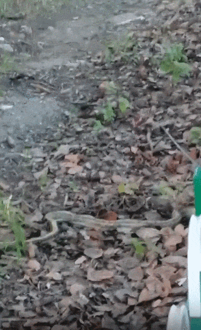 222.gif