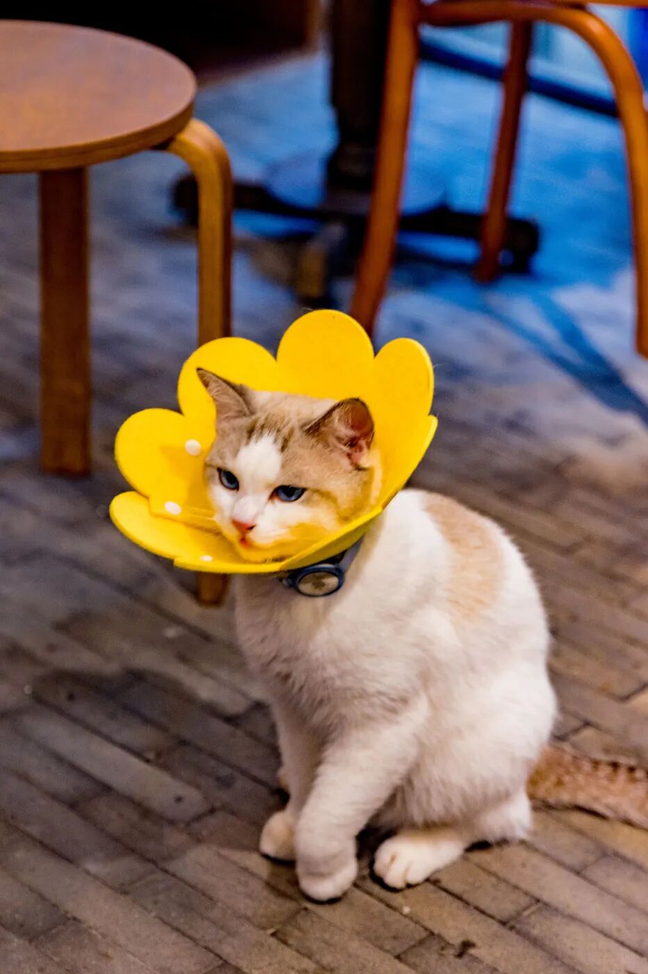 ͼƬ