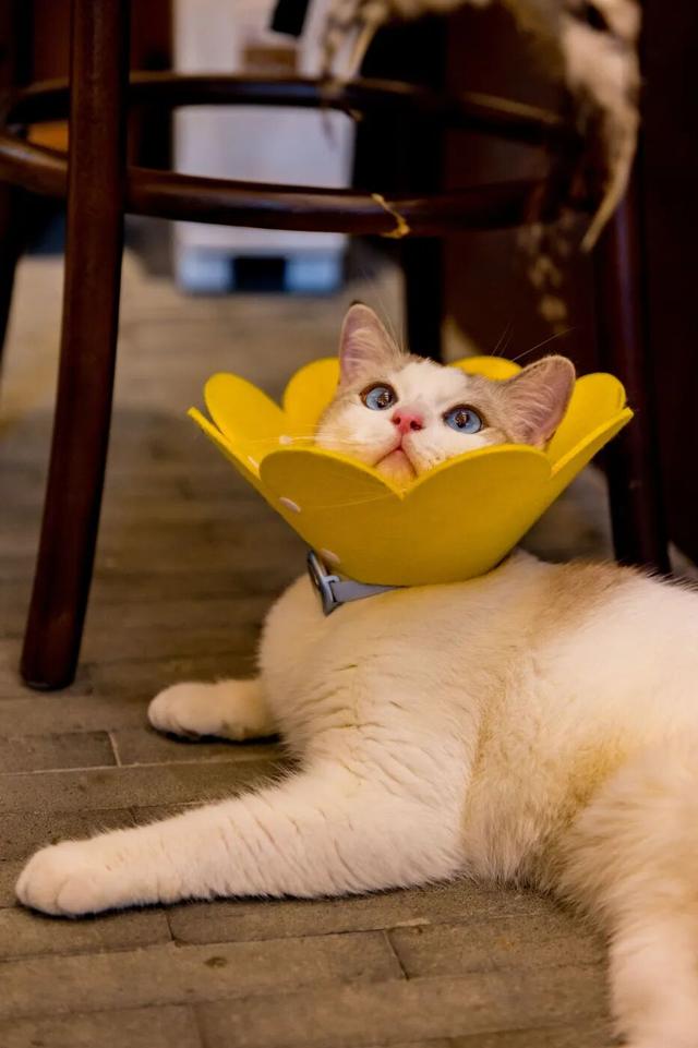 ͼƬ